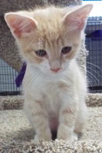Picture of Saffron