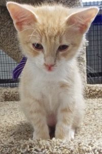 Picture of Saffron