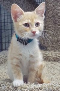 Picture of Sage