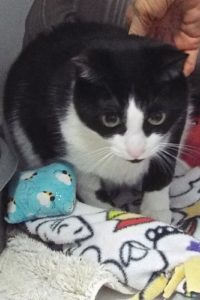 Picture of Sheba