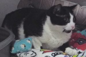 Picture of Sheba