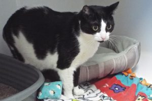 Picture of Sheba