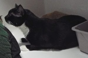 Picture of Toby