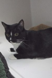 Picture of Toby