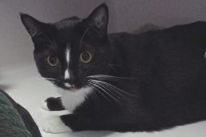 Picture of Toby