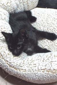 Picture of Aurora