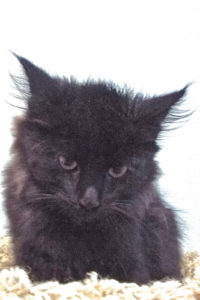 Picture of Biscotti