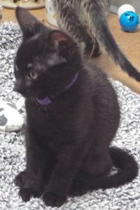 Picture of Bobbin