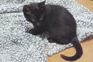 Picture of Bobbin