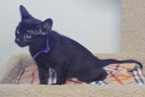 Picture of Bobbin
