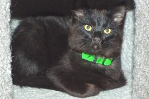 Picture of Brioche