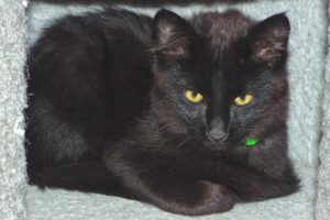 Picture of Brioche