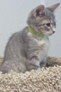 Picture of Burrito
