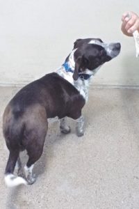 Picture of Cooper