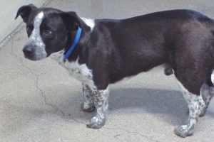Picture of Cooper