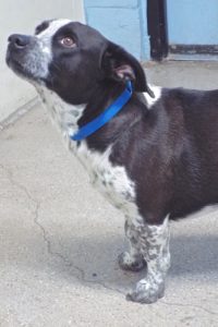 Picture of Cooper