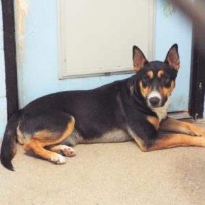 Picture of Crockett