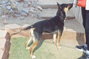 Picture of Crockett
