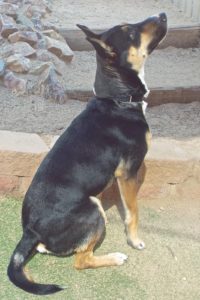 Picture of Crockett