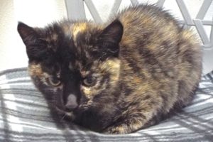 Picture of Crumpet