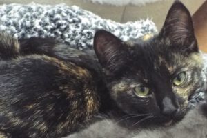 Picture of Crumpet