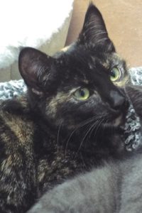 Picture of Crumpet