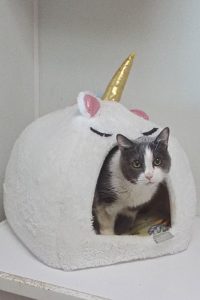 Picture of Dotty (R.B.)