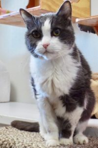 Picture of Dotty (R.B.)
