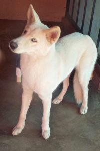 Picture of Freya