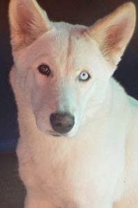 Picture of Freya