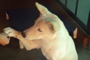 Picture of Freya