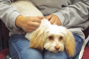 Picture of Goldilocks