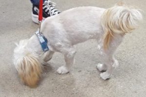 Picture of Goldilocks