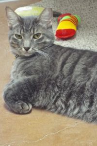 Picture of Jelly
