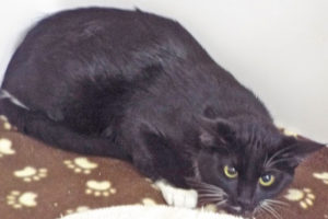 Picture of Kiki