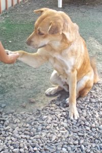 Picture of Li'l Red