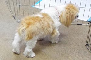 Picture of Lucy