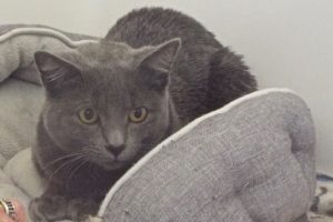 Picture of Lulu