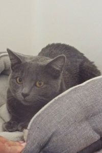 Picture of Lulu