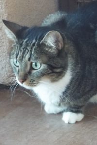Picture of McGee