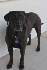 Picture of Murphy