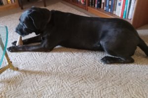 Picture of Murphy