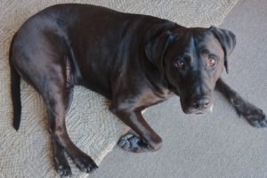 Picture of Murphy