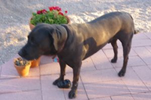 Picture of Murphy