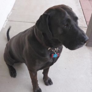 Picture of Murphy