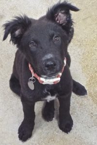 Picture of Obsidian
