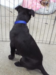 Picture of Onyx