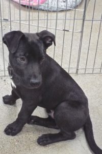 Picture of Onyx