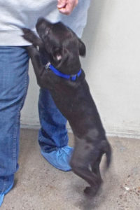 Picture of Onyx