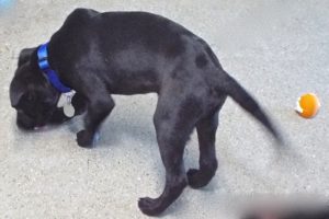 Picture of Onyx
